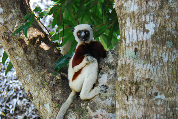 Madagaskar, Akanin ny Nofy, Besuch des Reservates Palmarium,  Larvensifaka