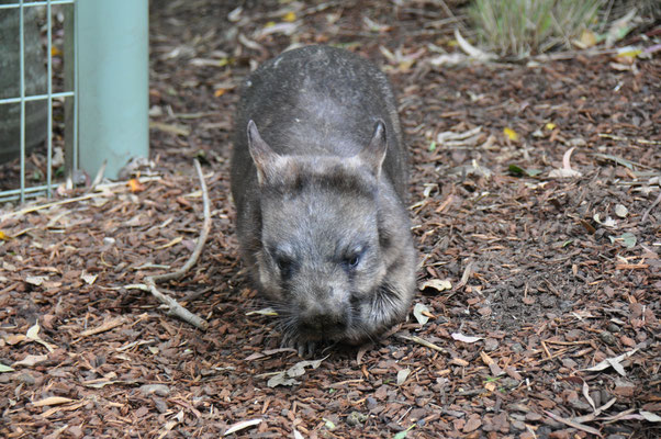 Featherdale Tierpark , Wombat