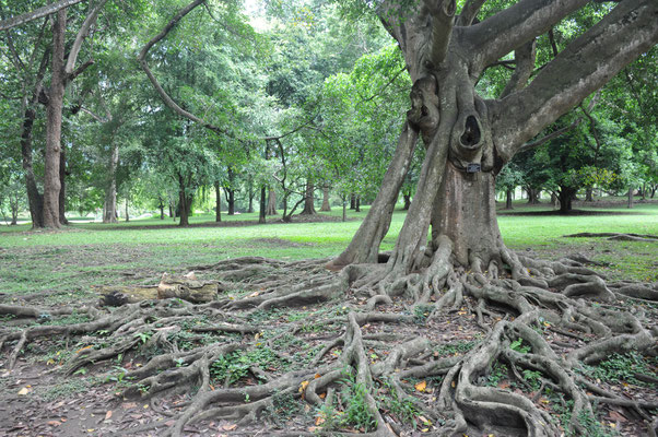 Sri Lanka, Kandy, Royal Botanic Gardens
