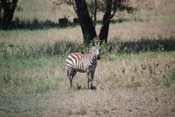 Serengeti Nationalpark, Zebras