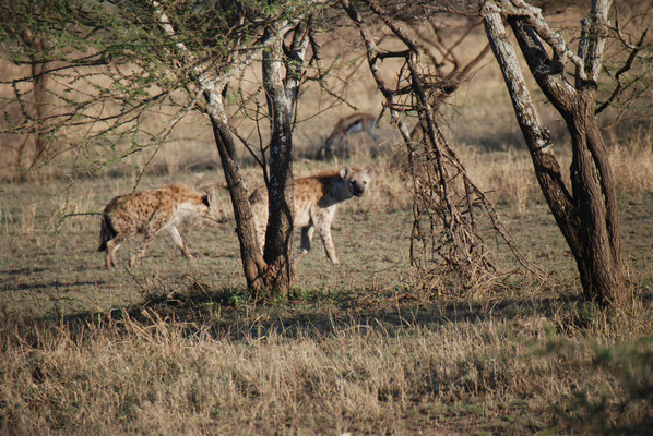 Serengeti Nationalpark, Tüpfelhyänen