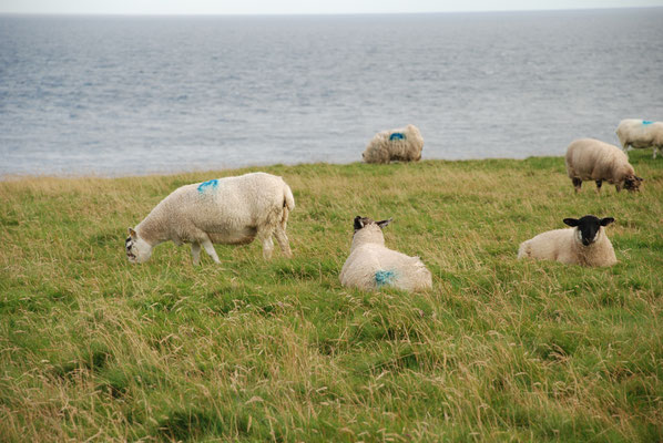 Schottland, John O Groats, Wanderung zum Duncansby Head mit Brutkolonien