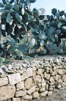 Malta,  Tempel von Tarxien