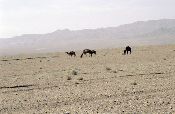 Iran, Yazd, Kamele