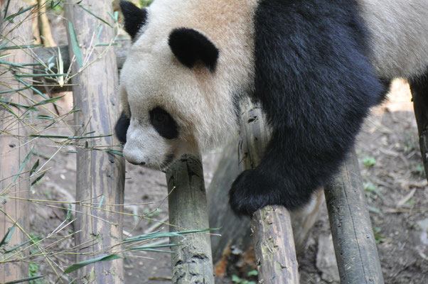 China, Chongqing, Zoo, großer Panda