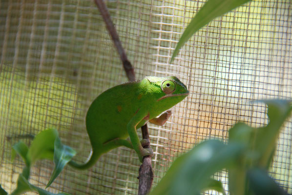 Madagaskar, Zoo Nähe Andasibe Nationalpark, Chamäleon