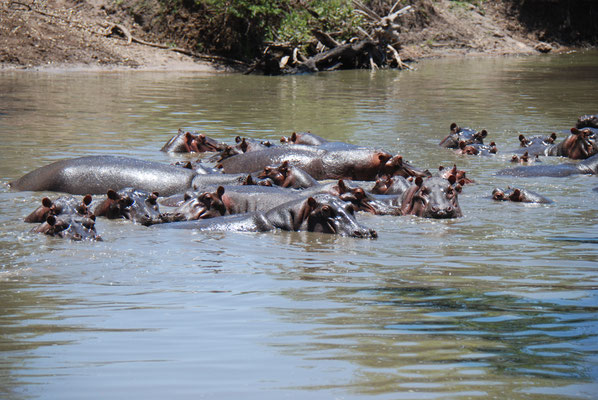 Serengeti Nationalpark, Flusspferde