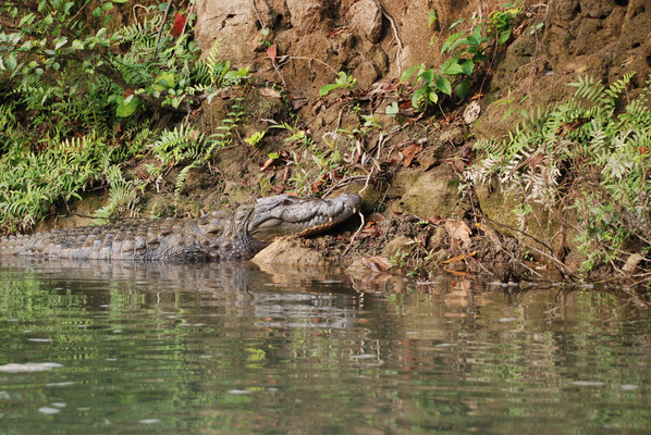 Nepal, Chitwan Nationalpark, Panzernashörner