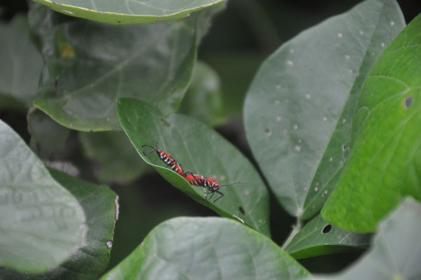 Taiwan, Insekten