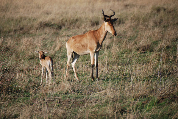 Serengeti Nationalpark, Kongoni oder echte Kuhantilope