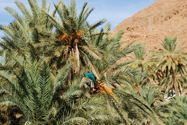 Marokko, Dattelpalmenoase in Tineher