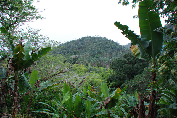 Madagaskar, Ranomafana Nationpark 