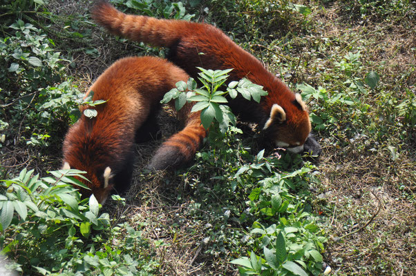China, Chongqing, Zoo, kleine roter Panda