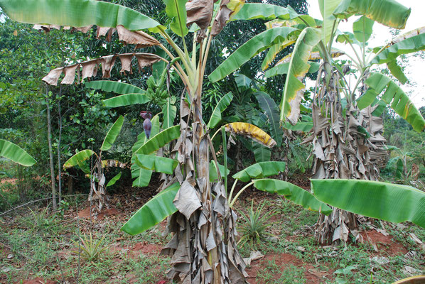 Sansibar, Gewürzfarm von Kizimbani, Bananenblüte