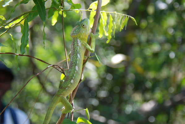 Madagaskar, Ranohira, Isalo Nationalpark, Chamäleon