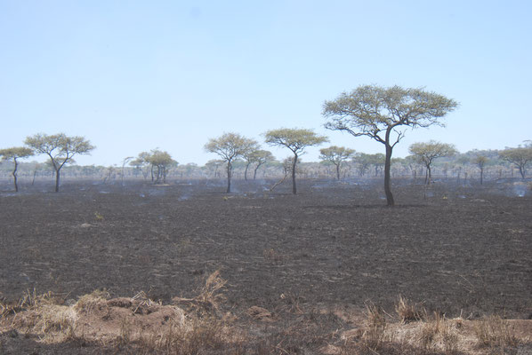 Serengeti Nationalpark,