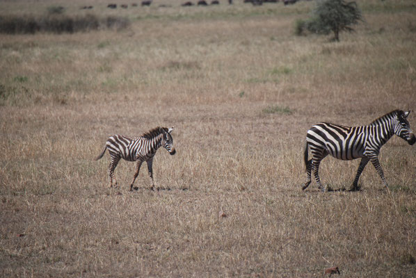 Serengeti Nationalpark, Zebras