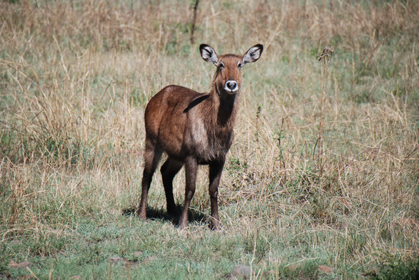 Serengeti Nationalpark, Ellipsen-Wasserbock