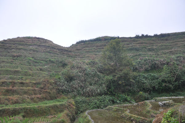 China, Longsheng, Wanderung durch die Reisterassen, Wanderung zum Zhang Dorf