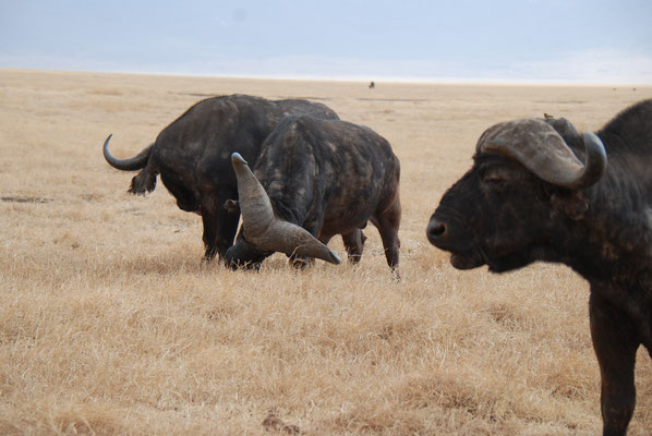 Ngorongoro Krater, Kaffernbüffel