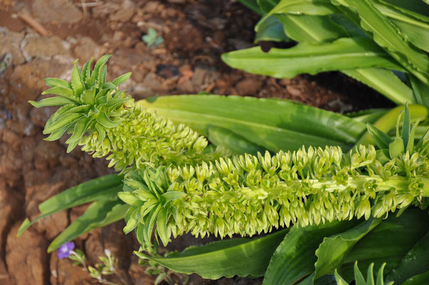 Madeira, Funchal, Botanischer Garten