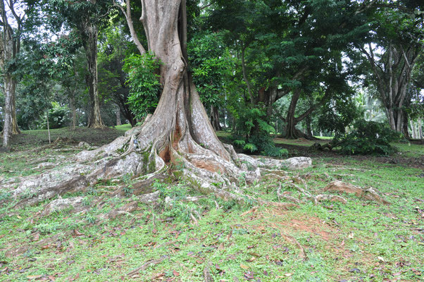 Sri Lanka, Kandy, Royal Botanic Gardens