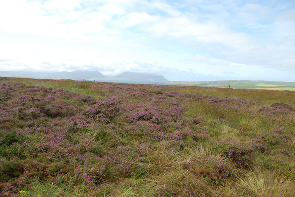 Schottland, Orkney Insel