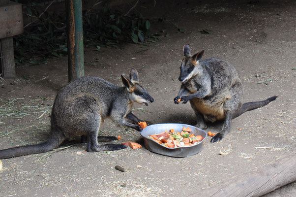 Featherdale Tierpark , Sumpfwalabys