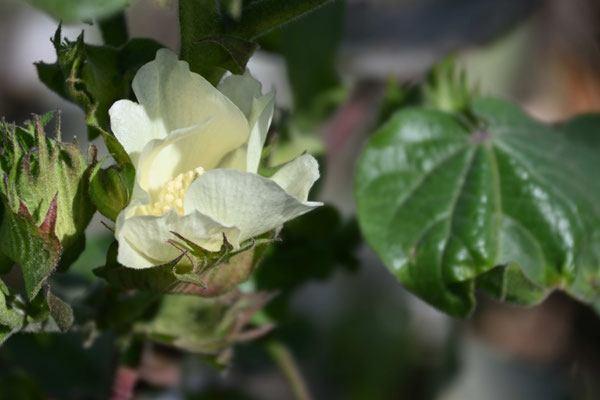 Usbekistan, Besuch eines Baumwollfeldes