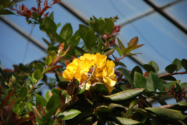 Schottland, Edinburgh, Botanischer Garten