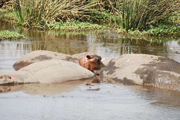 Ngorongoro Krater, Flußpferde