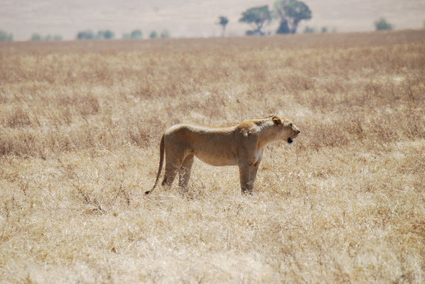 Ngorongoro Krater, Löwen