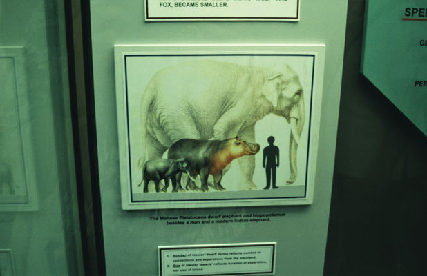 Malta, Museum mit prähistorischen Tieren