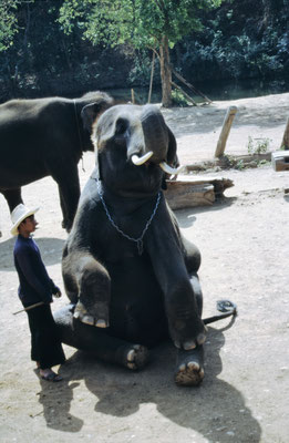 Thailand, Elefantencamp