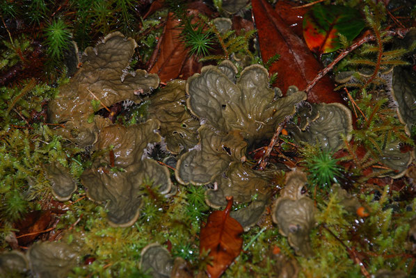 Schottland, Inverewe Gärten