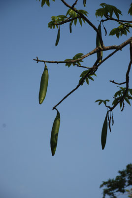 Kapokbaum 