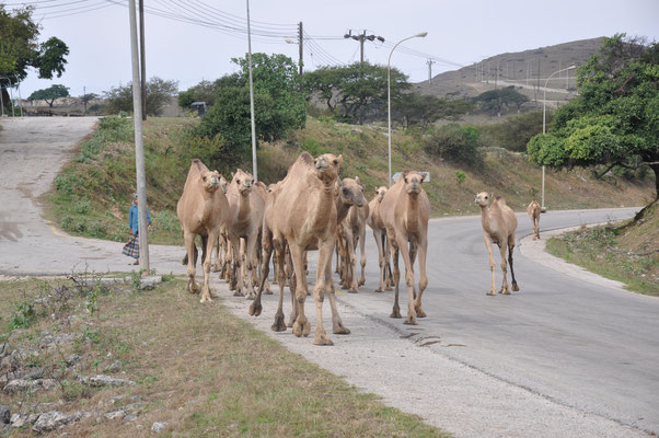 Oman, Salalah, Kamele