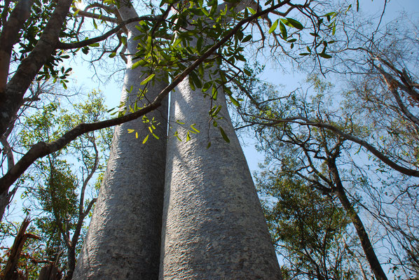 Madagaskar, Zumbize Nationalpark,  Baobab oder afrikanischer Affenbrotbau Adansonia digitata