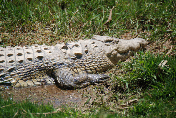 Madagaskar, Zoo Nähe Andasibe Nationalpark, Madagaskar Krokodil 