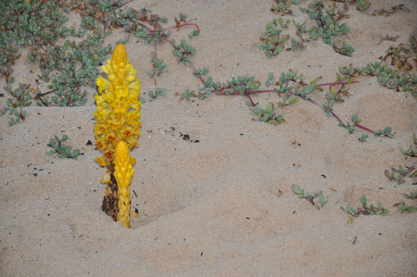 Kap Verden, Insel Sal, Strand mit ungewöhnlichen Pflanzen