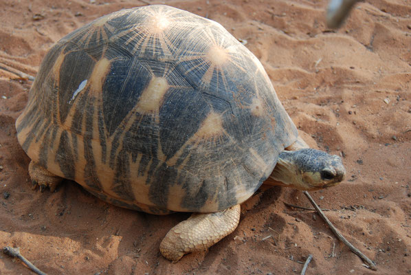 Madagaskar, Schildkröte