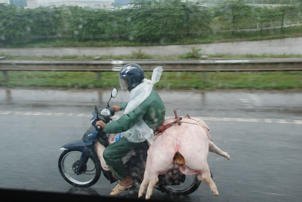 Vietnam, Schweinetransport