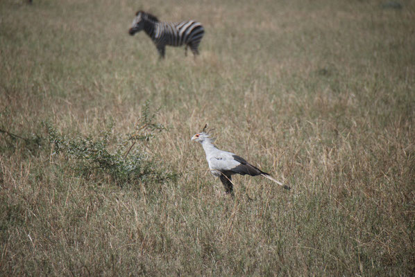 Serengeti Nationalpark, Sekretärvogel