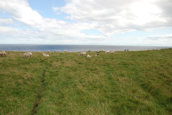 Schottland, John O Groats, Wanderung zum Duncansby Head mit Brutkolonien