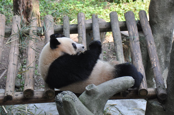 China, Chongqing, Zoo, großer Panda