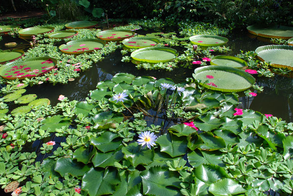 Schottland, Edinburgh, Botanischer Garten