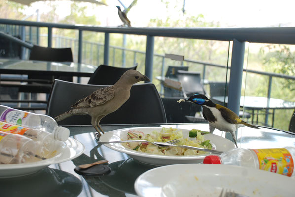 Katherine George Nationalpark, Vögelaufnahmen beim Mittagessen
