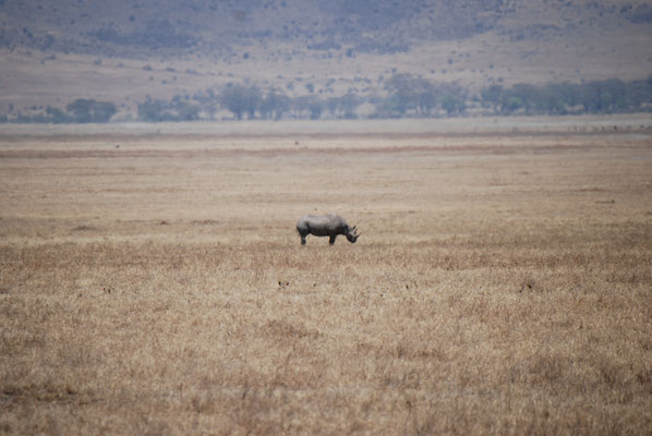 Ngorongoro Krater, Spitzmaulnashorn
