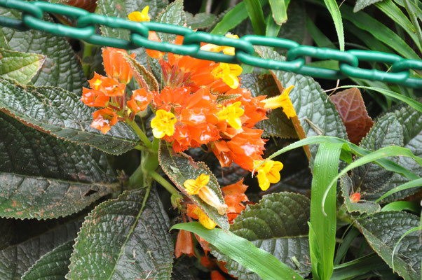 Sri Lanka, Kandy, Royal Botanic Gardens