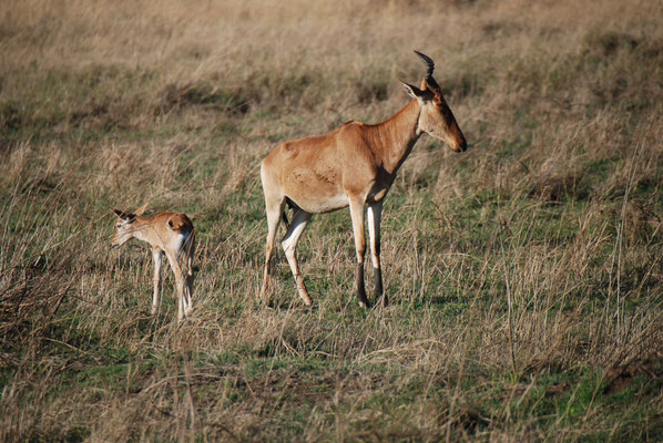 Serengeti Nationalpark, Kongoni oder echte Kuhantilope